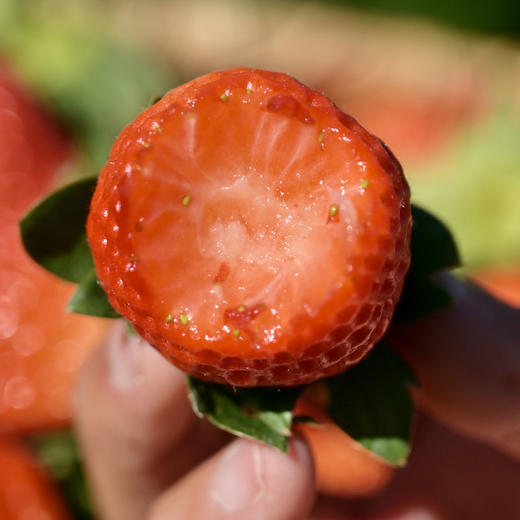 四川攀枝花露天冬草莓  香甜多汁  不打膨大剂不打催红素，自然成熟  顺丰直达！ 商品图1