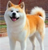 Nice pet  特殊犬种/凶猫 商品缩略图0