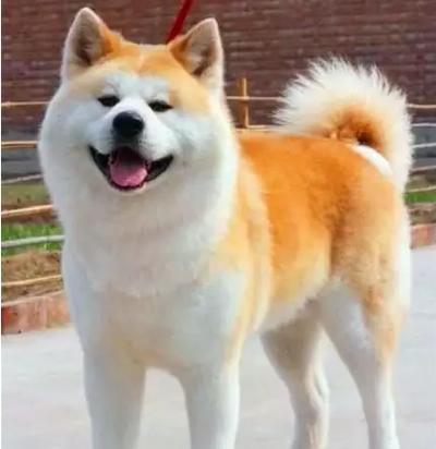 Nice pet  特殊犬种/凶猫 商品图0