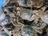 河蟹 商品缩略图0
