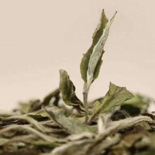 枇杷老白茶丨白居易、苏东坡的心尖甜，秋冬润燥正应时 商品图2