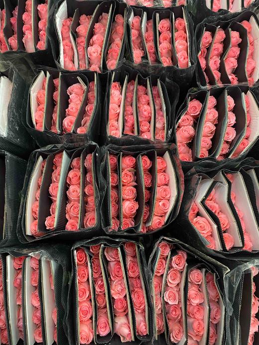 【秒杀福利】南粤推荐-戴安娜  20支/扎 商品图9