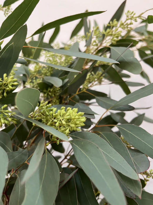 【浓郁的ins风】尤加利（带果）若干枝/扎 商品图3