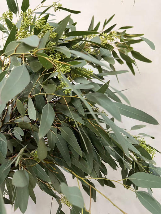 【浓郁的ins风】尤加利（带果）若干枝/扎 商品图7
