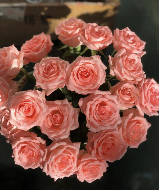 【秒杀福利】南粤推荐-戴安娜  20支/扎 商品图4