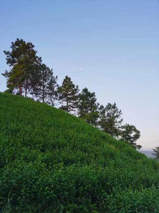 “径心”牌 径山红茶 滋味醇厚 入口甜润 商品图8