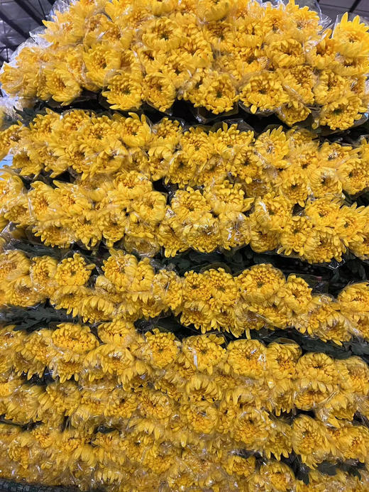 【寄托】菊花 大黄菊 10支/扎 商品图5