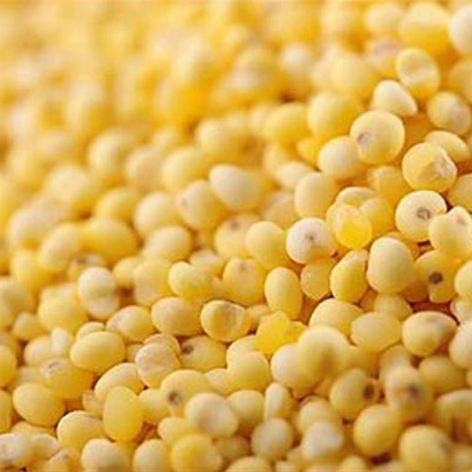 册亨优选 小米 500g 商品图1