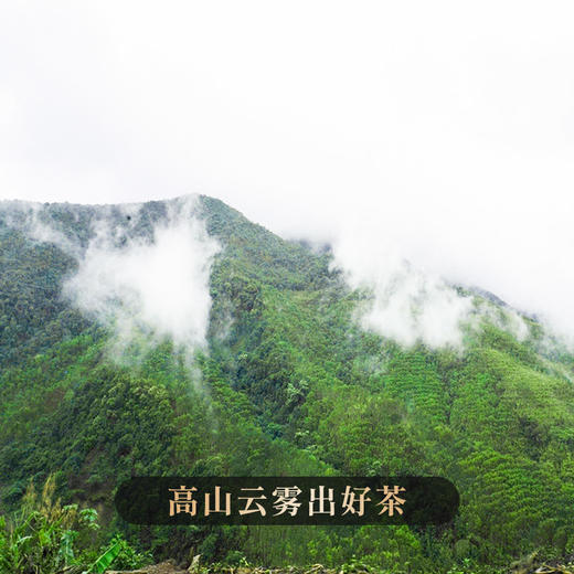 【勇攀高峰】四大茶区高山单株拼配而制高山云雾出好茶全网独一家357克茶饼 商品图2