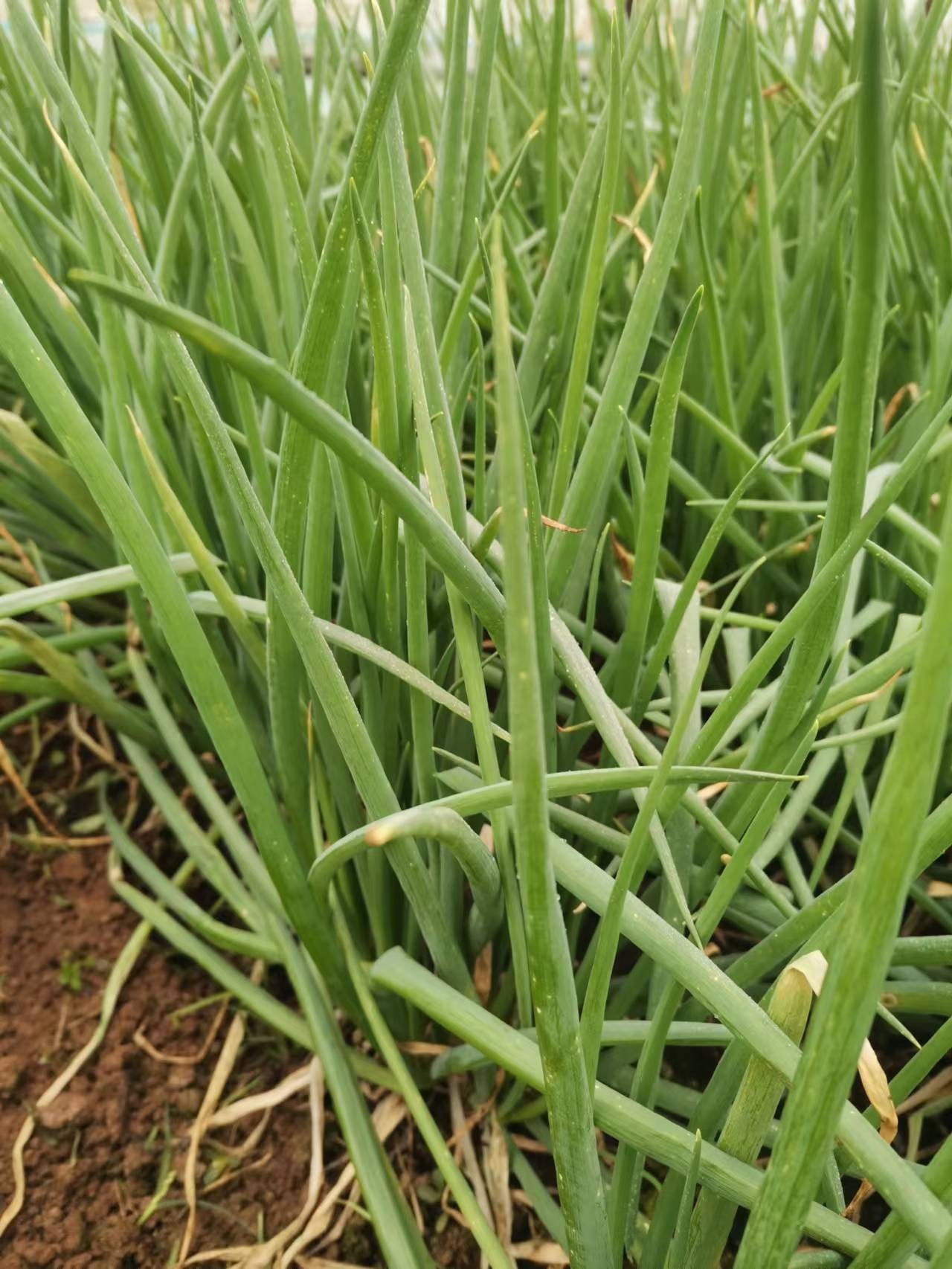 大葱（2元/2两/份）