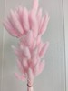 【干花】兔尾草 多色可选 扎 商品缩略图3