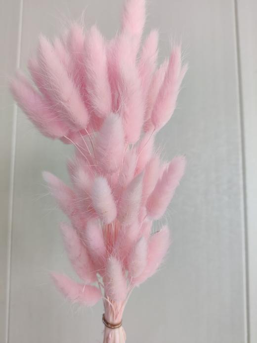 【干花】兔尾草 多色可选 扎 商品图3