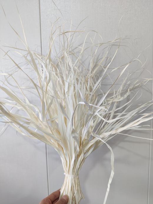 【干花】蒲葵须（白色） 扎 商品图0