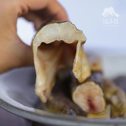 野生东山岛土龙（食蟹豆齿鳗）| 合作生产*Wild Pisoodonophis cancrivorus | Coprodution 商品图2