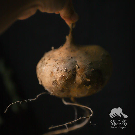 生态沙葛 | 合作生产*Ecological Jicama | Coproducted 商品图4