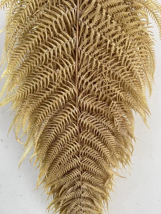 【干花】蕨叶 多色可选 商品图2