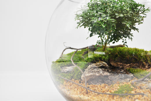 生命之树 商品图5