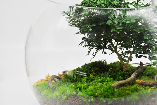 生命之树 商品图12