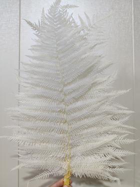 【干花】蕨叶 多色可选