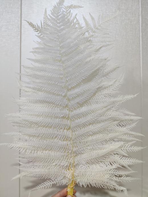 【干花】蕨叶 多色可选 商品图0