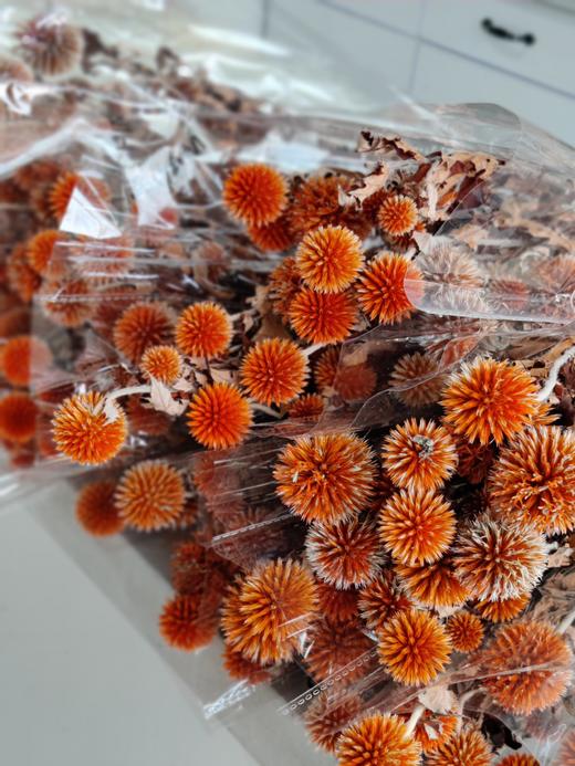 【干花】蓝星球 多色可选 扎 商品图2