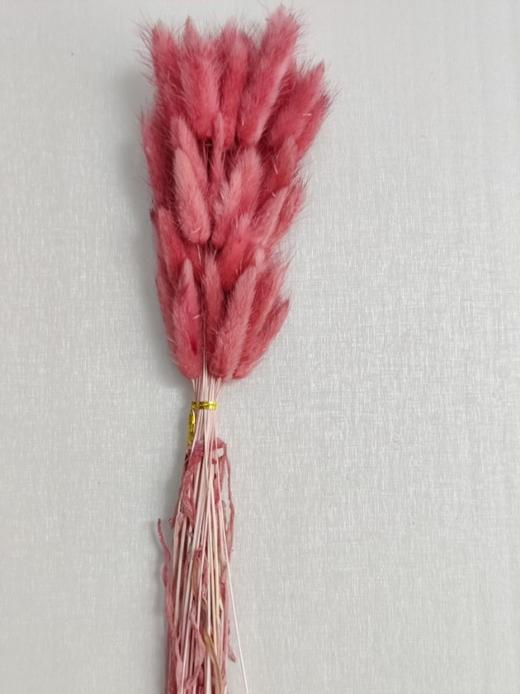 【干花】兔尾草 多色可选 扎 商品图10