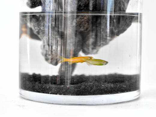 绝处逢生 商品图6