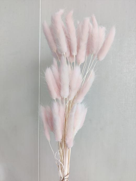 【干花】兔尾草 多色可选 扎 商品图1