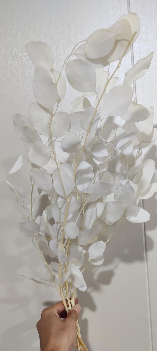 【干花】苹果叶 多色可选 扎 商品图1