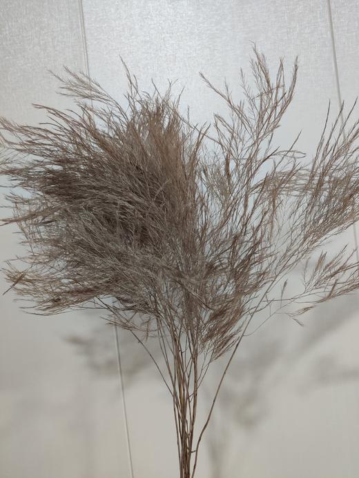 【干花】石草 多色可选 扎 商品图3