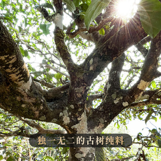 【勇攀高峰】四大茶区高山单株拼配而制高山云雾出好茶全网独一家357克茶饼 商品图3