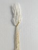 【干花】兔尾草 多色可选 扎 商品缩略图6