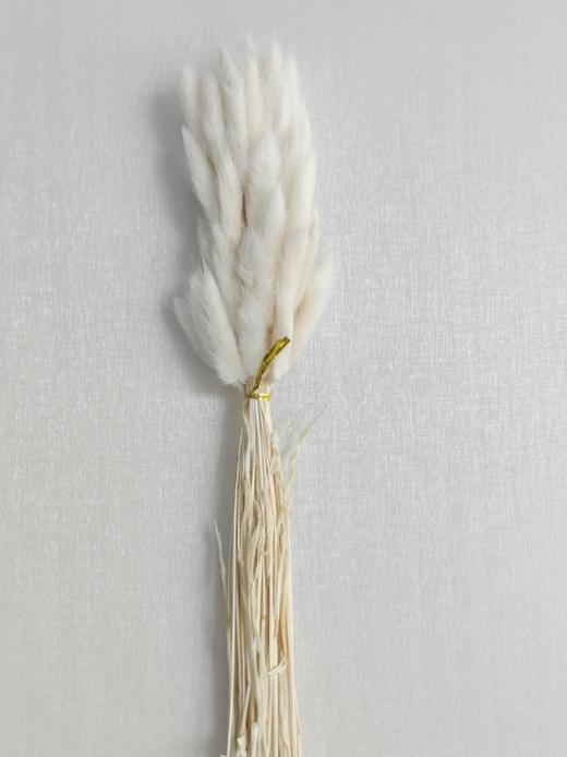 【干花】兔尾草 多色可选 扎 商品图6