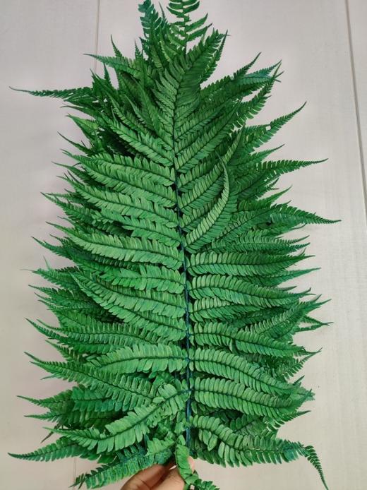 【干花】蕨叶 多色可选 商品图5