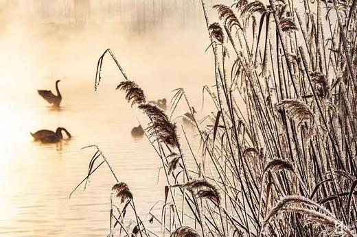 新疆“冬日仙境”伊犁天鹅泉、雾凇、赛里木湖蓝冰泡、昭苏天马踏雪&蓝冰玉湖8天摄影团 商品图3