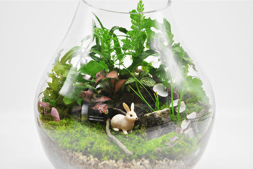 梦游仙境 商品图1