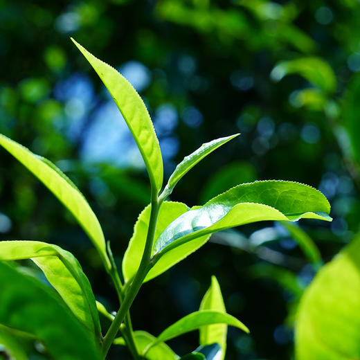 【勇攀高峰】四大茶区高山单株拼配而制高山云雾出好茶全网独一家357克茶饼 商品图4