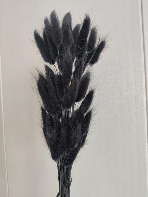 【干花】兔尾草 多色可选 扎 商品图2