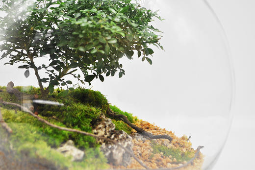 生命之树 商品图4