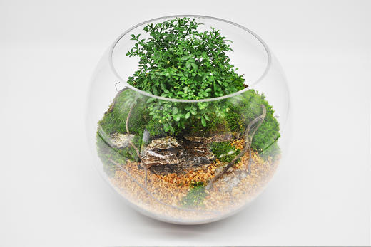 生命之树 商品图14