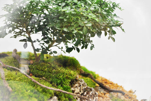 生命之树 商品图3