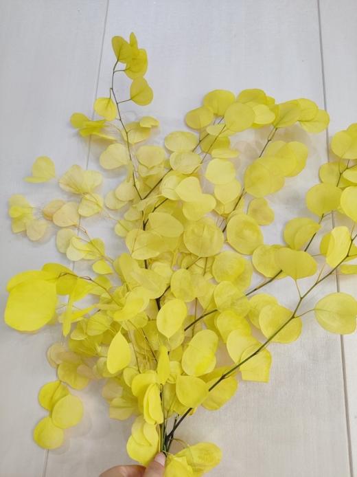 【干花】苹果叶 多色可选 扎 商品图4