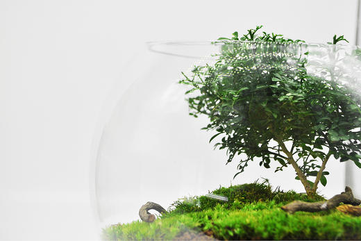 生命之树 商品图13