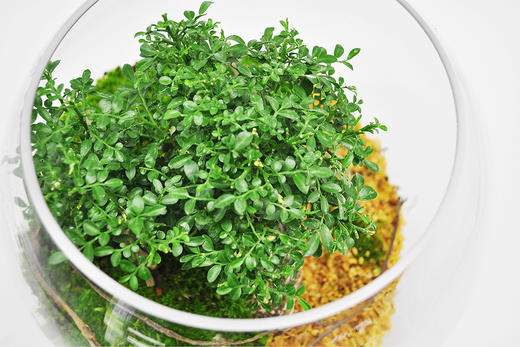 生命之树 商品图2