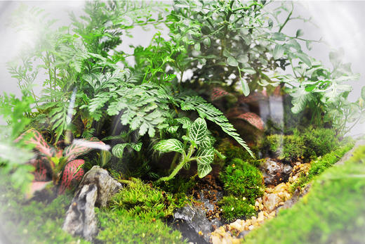 丛林法则 商品图1