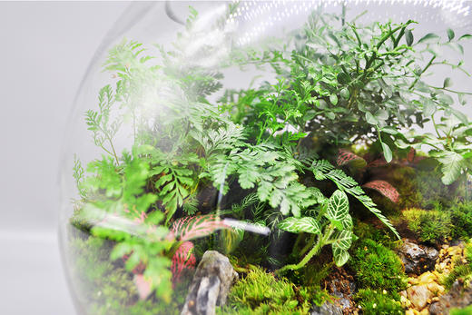 丛林法则 商品图6