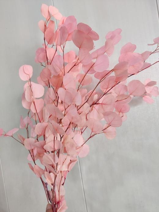 【干花】苹果叶 多色可选 扎 商品图6