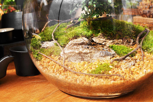 生命之树 商品图7