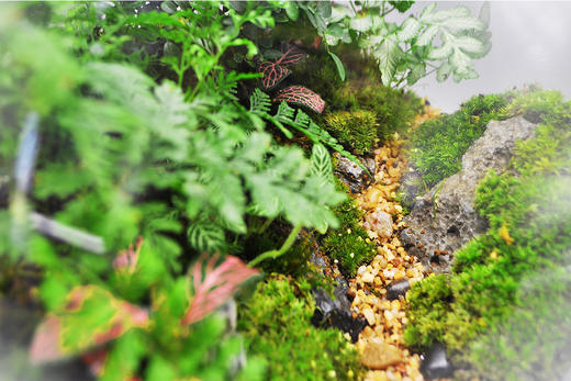 丛林法则 商品图4