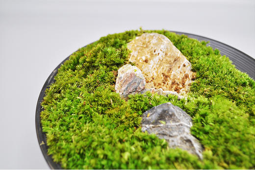 离离原上 商品图5